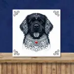 Newfoundlander Zeeuws honden tegeltje